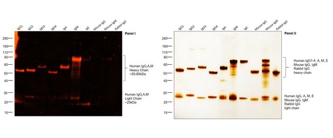 0,5 MG GTXHU IGG/A/M TRITC F(AB')2 A2449