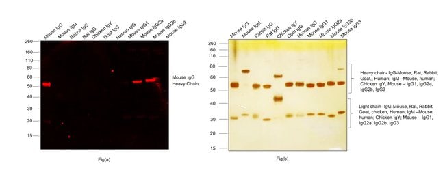 1 MG Goat anti-Mouse IgG (H+L)  Alexa Fl