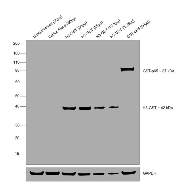 Anti-glutathione S-transferase, Rabbit I