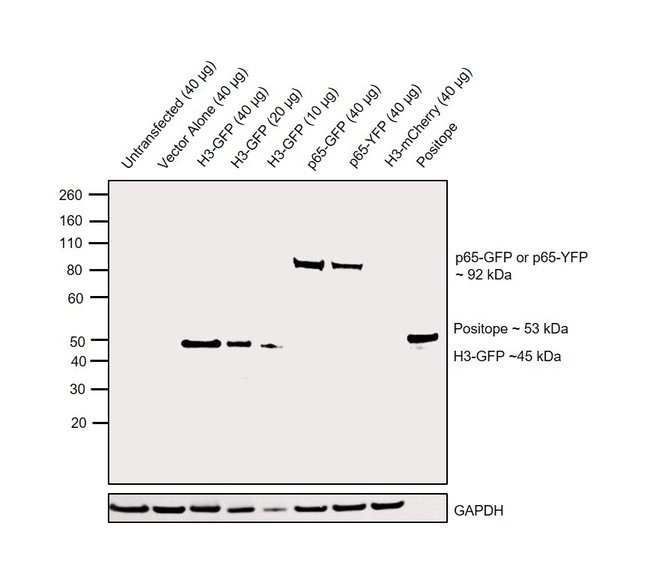 Anti-green fluorescent protein, Rabbit s