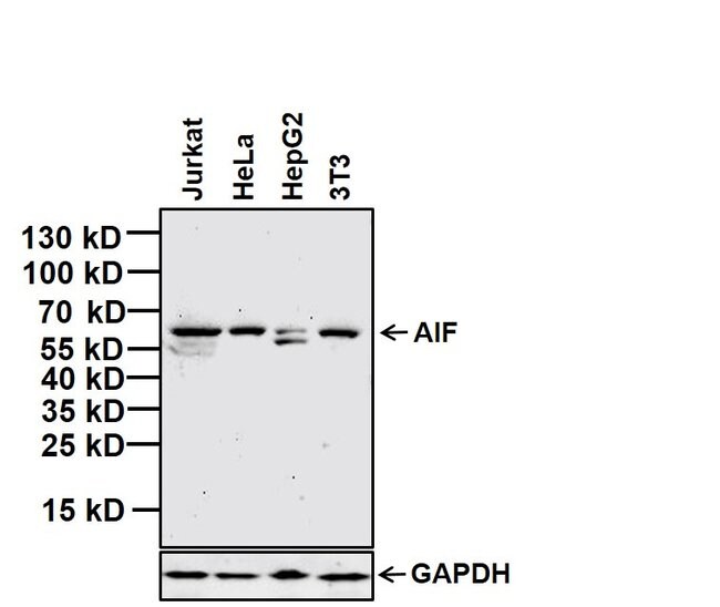 AIF Monoclonal Antibody (4E7), 100  l