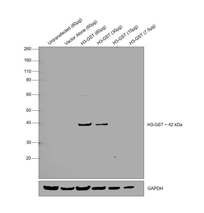 Anti-GST Polyclonal Antibody 1 EA = 100U