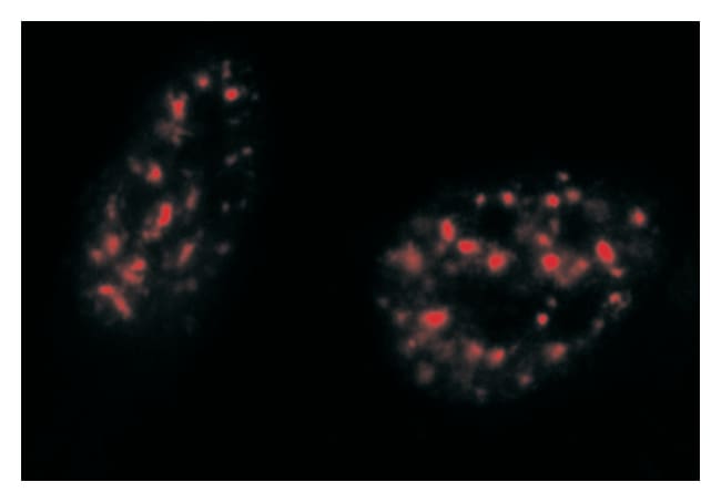 100UL PHOSPHO-CDC25C (THR48)