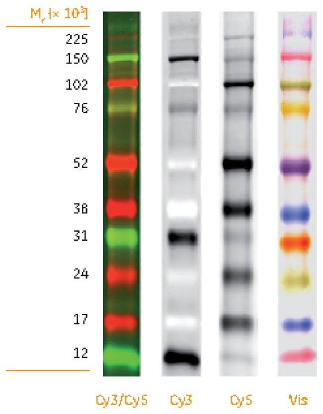 Amershamtm ECLtm Plex Fluorescent Rainbo