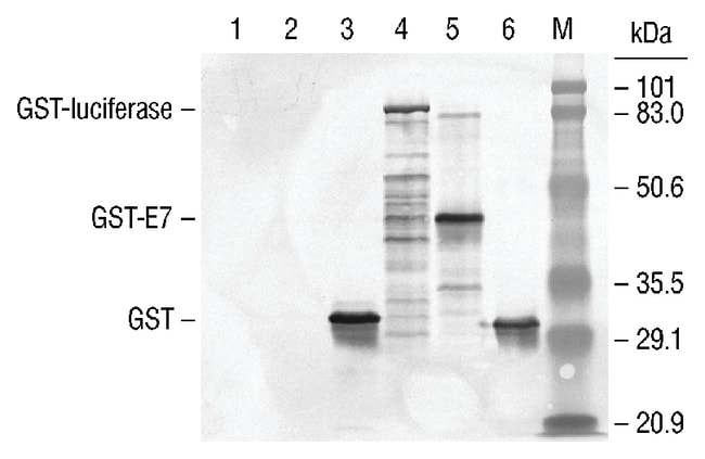 ANTI-GST ANTIBODY