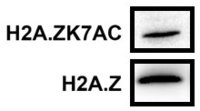 100UG ACETYL-HISTONE H2A.Z 100 UG