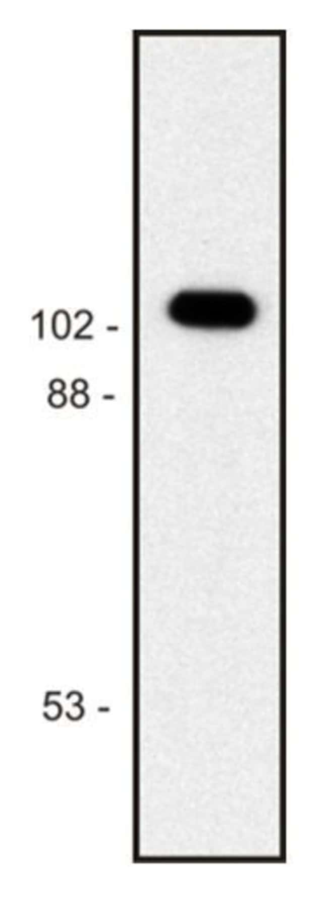 Anti-beta-Galactosidase Monoclonal