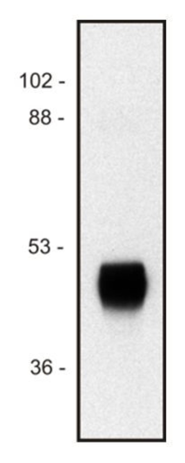 Anti-Horseradish peroxidase (HRP)