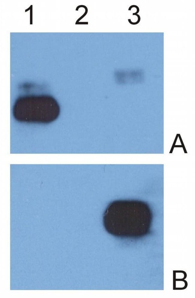 Anti-IgG (Fc) Monoclonal Secondary