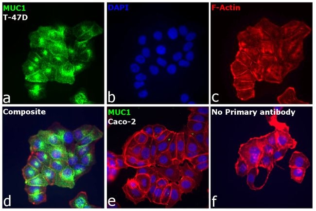 Anti-IgG (Fc) Monoclonal Secondary