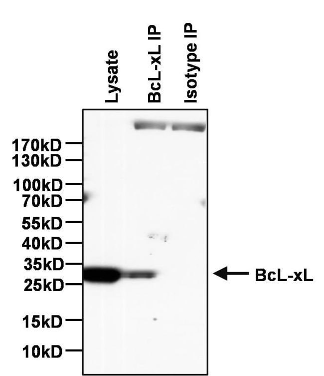 Anti-Mouse IgG2a Isotype Control Monoclo