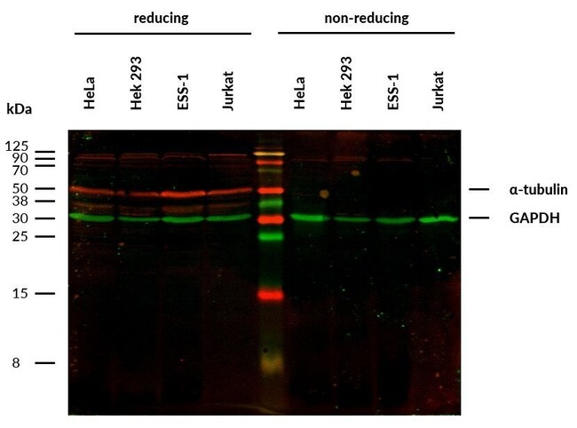 ALPHA TUBULIN