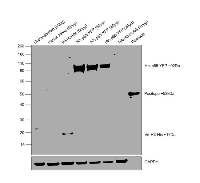 6X-HIS EPITOPE TAG (FITC)