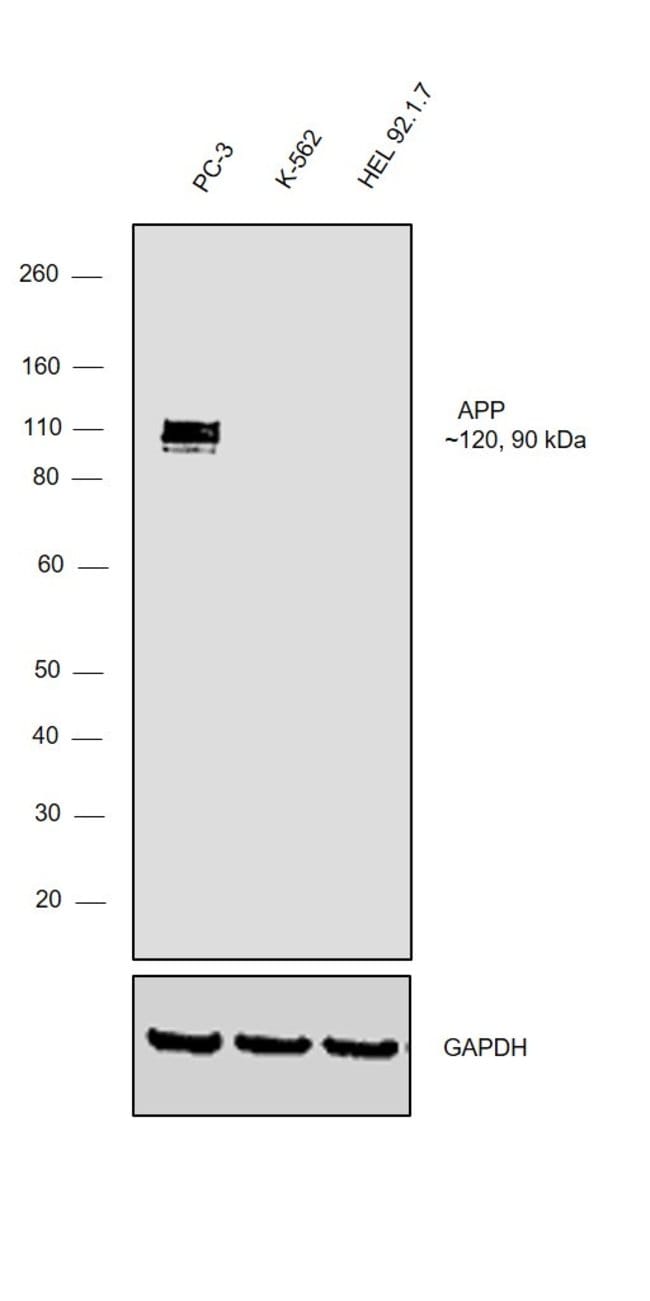 Amyloid beta Mouse Monoclonal Ab, 50 g,