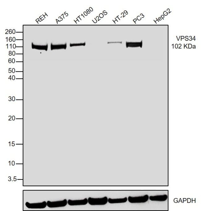 100UL PI3 KINASE CLASS III