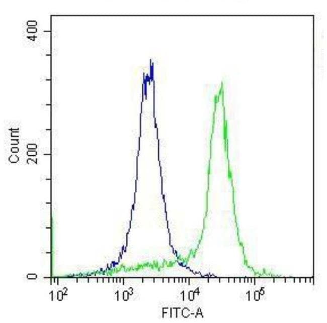 ANTI-RABBIT IGG