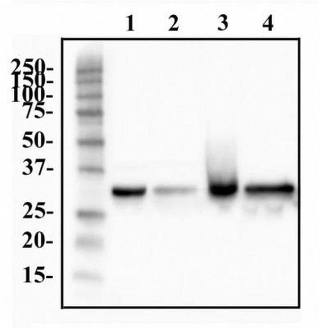 0.1ML HNRNP A1 1 ML