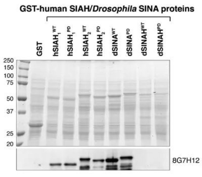 0.5ML SIAH1/SIAH2 0.125 ML