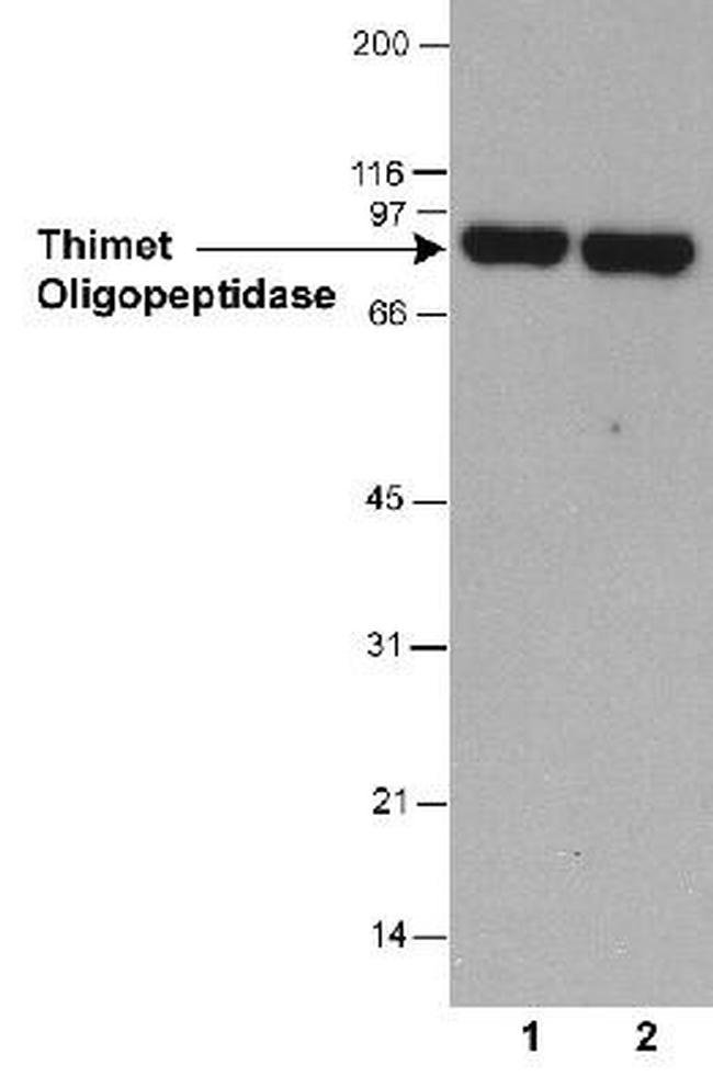 0.1ML THOP1 0.1 ML