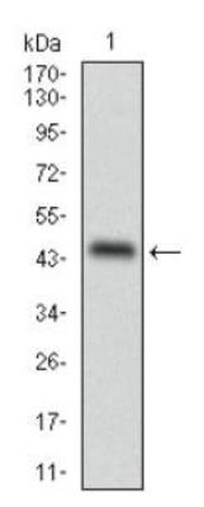 0.1ML ADFP 0.1 ML