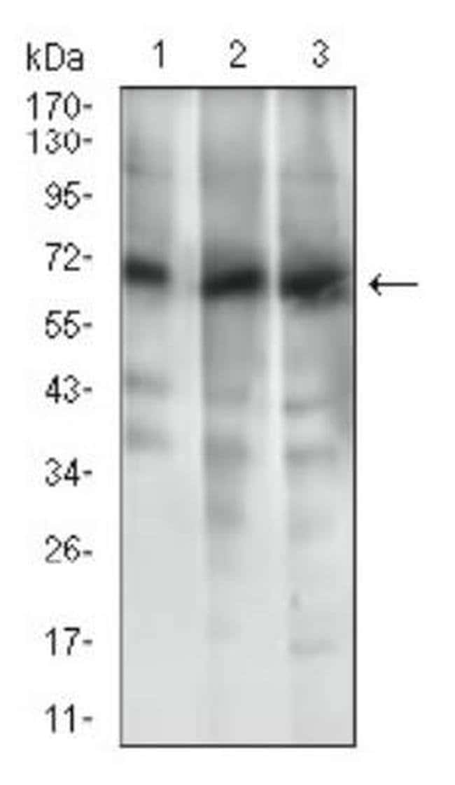 0.1ML ABCG5 0.1 ML