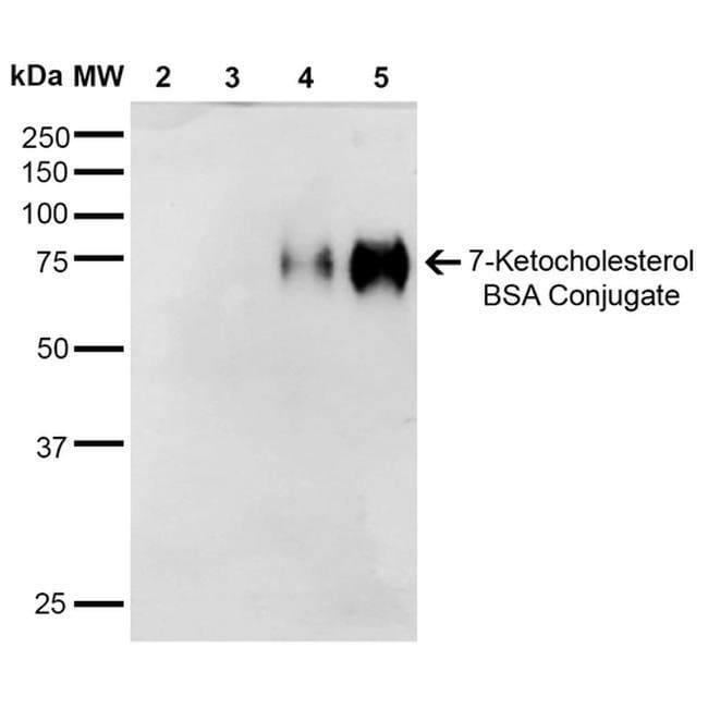 100UG 7-KETOCHOLESTEROL 100 UG