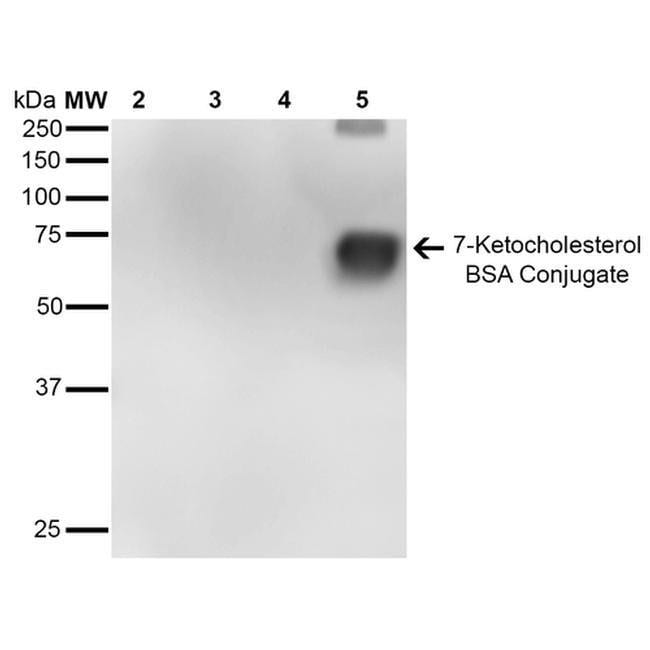 100UG 7-KETOCHOLESTEROL 100 UG