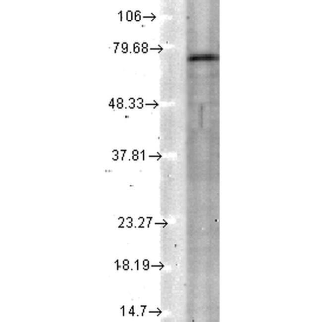 100MG KCNQ4 Monoclonal Antibody (S43-6)