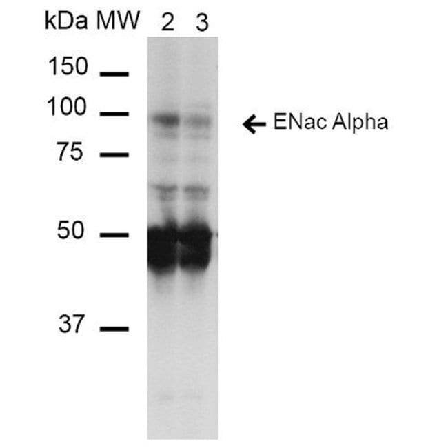 100UG ALPHA-ENAC ANTIBODY APC 100 UG