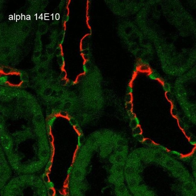 100UG ALPHA-ENAC ANTIBODY FITC 100 UG