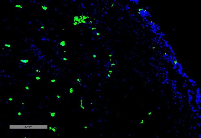 100UG ACROLEIN ANTIBODY APC 100 UG