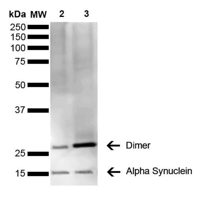 100UG ALPHA SYNUCLEIN ANTIBODY APC 100 U