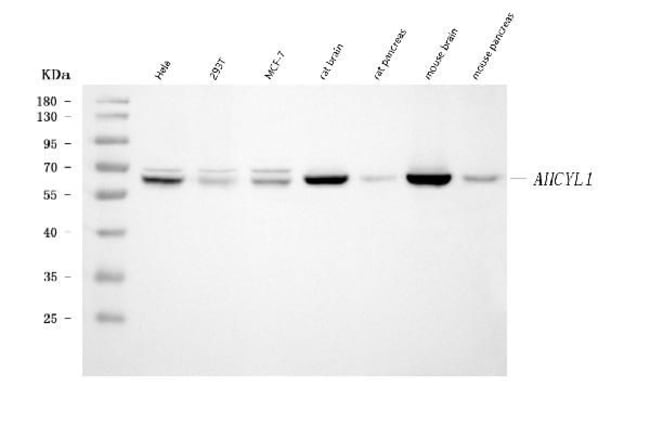 100UG ADOHCYASE 2 MAB 100 UG