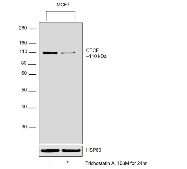 Anti-CTCF Antibody, 100 L ChIP assay dil