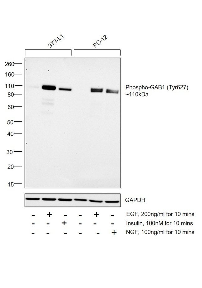 100UL PHOSPHO-GAB1 (TYR627)