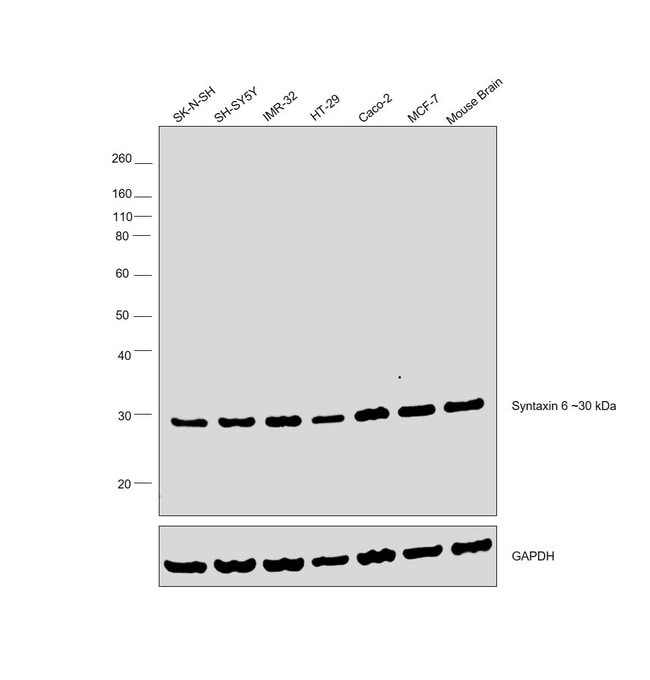 100UL SYNTAXIN 6