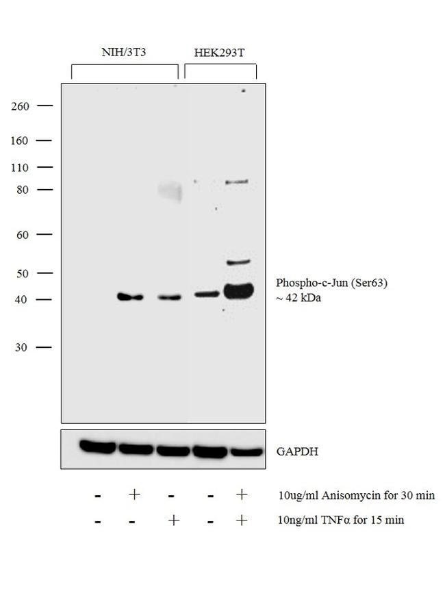 100UL PHOSPHO-C-JUN (SER63)