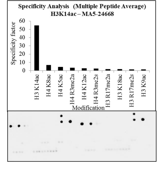 100UG ACETYL-HISTONE H3 (LYS14) 100 UG