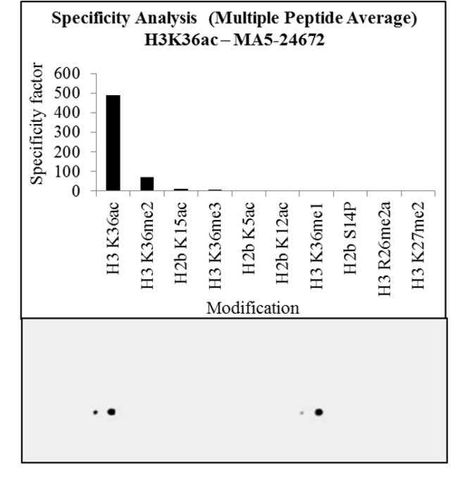 100UG ACETYL-HISTONE H3 (LYS36) 100 UG