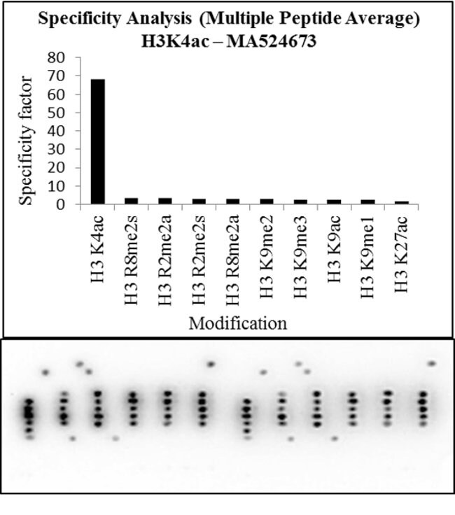 100UG Acetyl-Histone H3 (Lys4) Monoclona