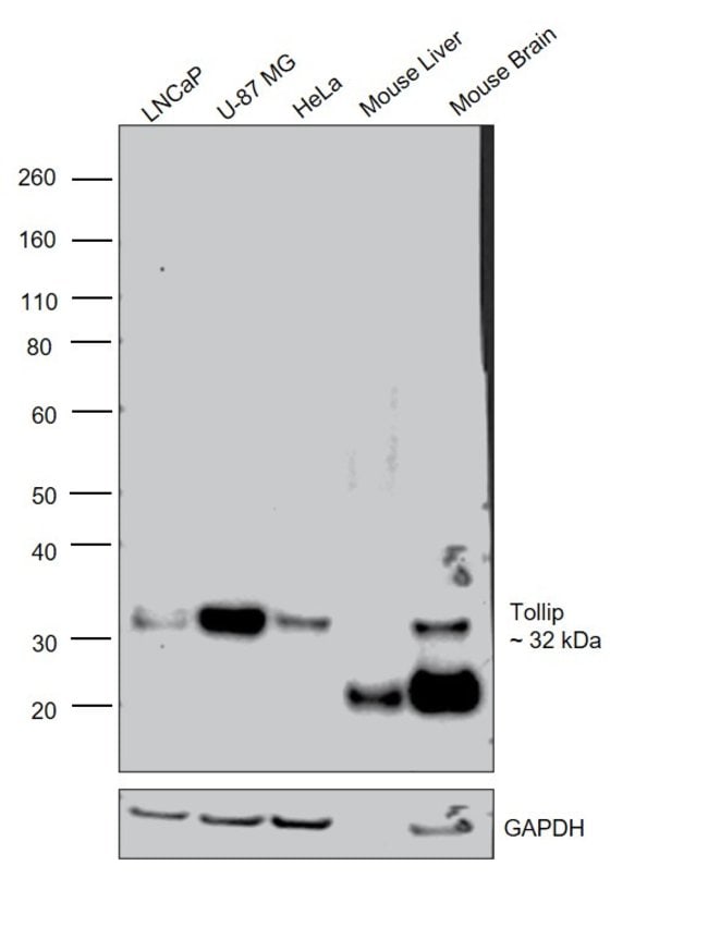 0.2ML TOLLIP 1.0 ML