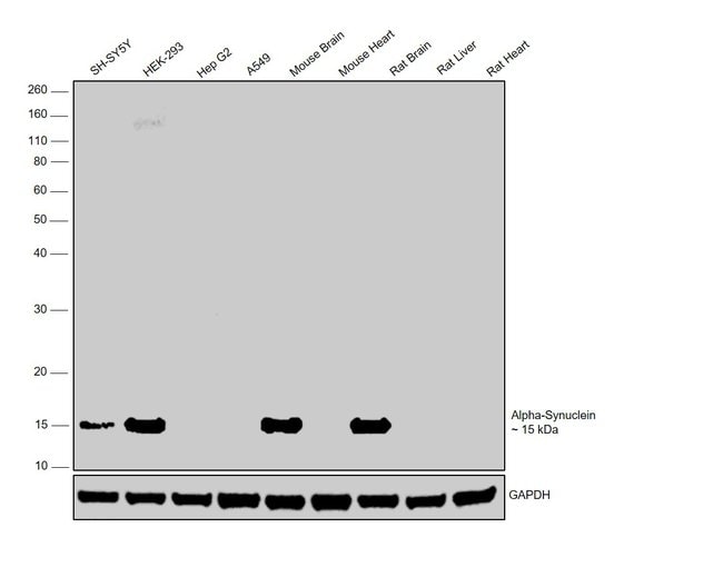 ALPHA SYNUCLEIN