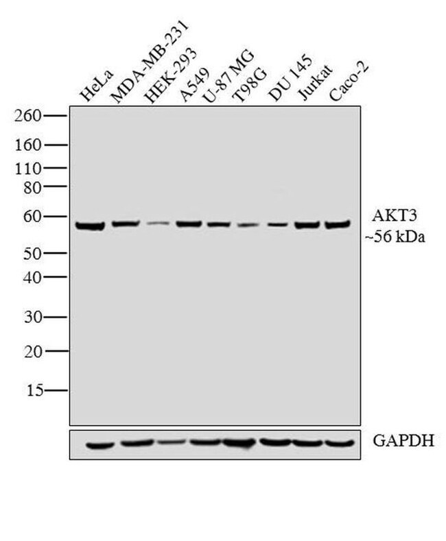 AKT3 AKT3