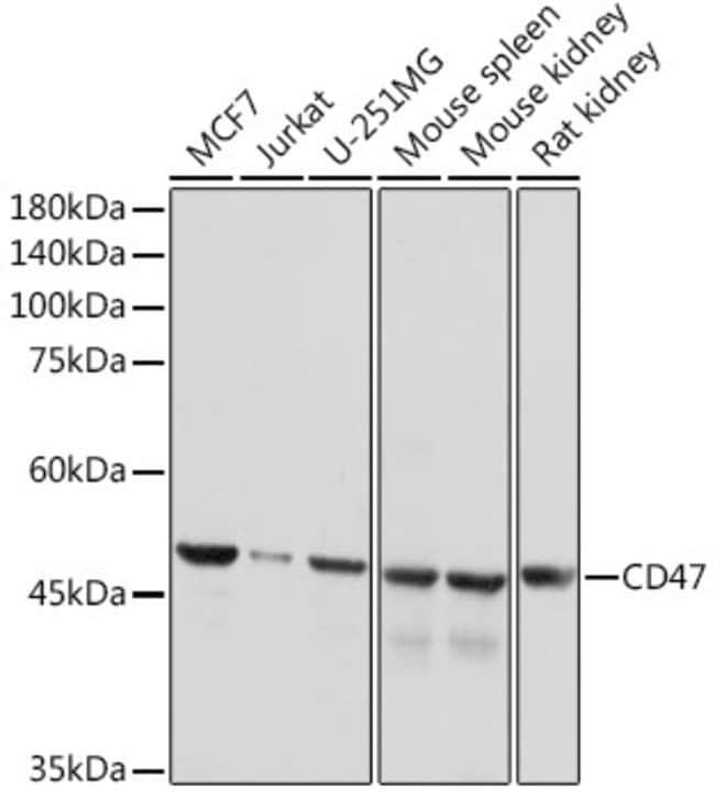 100ML CD47 Polyclonal Antibody