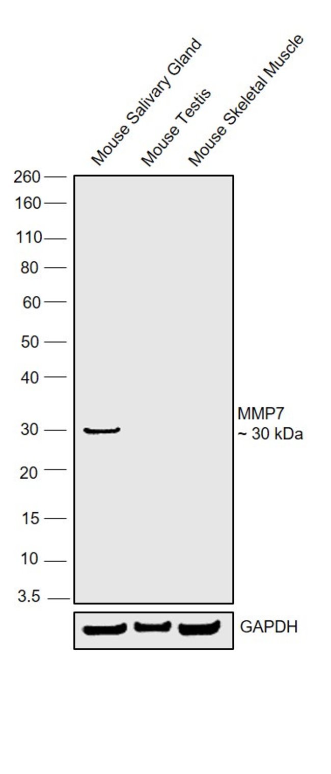 Anti-MMP7 0.1 mg