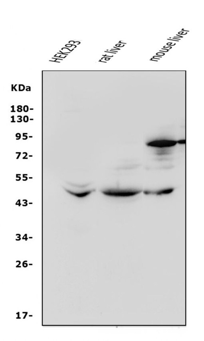 100UG BETA-3 ADRENERGIC RECEPTOR PAB 100