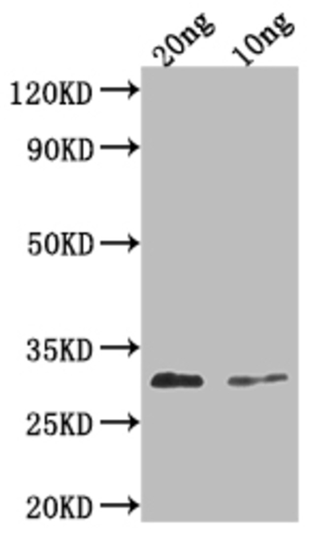 PDF2.3 100 UL