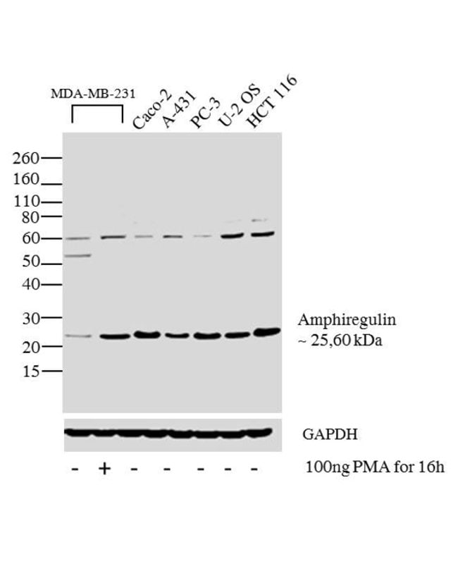 Amphiregulin  Rabbit Polyclonal Antib. 5