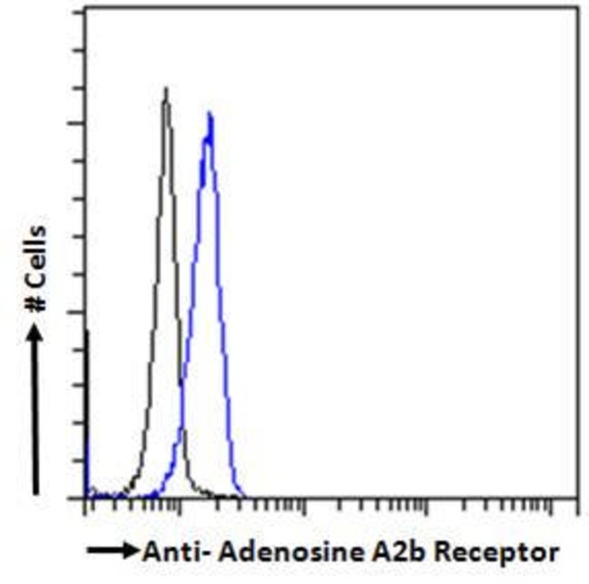 Adenosine A2b Receptor Polyclonal Antibo