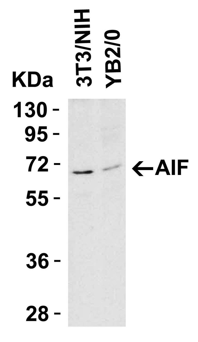 AIF Polyclonal Antibody, 100  g